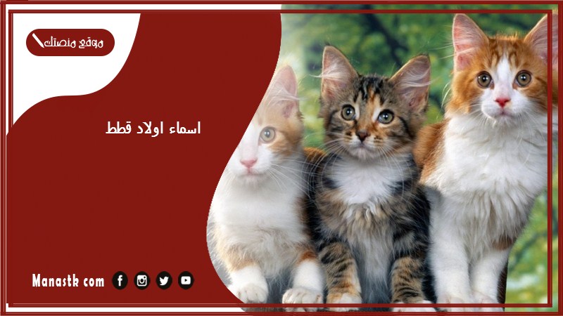 اسماء اولاد قطط 2026 +40 بالعربي والإنجليزي